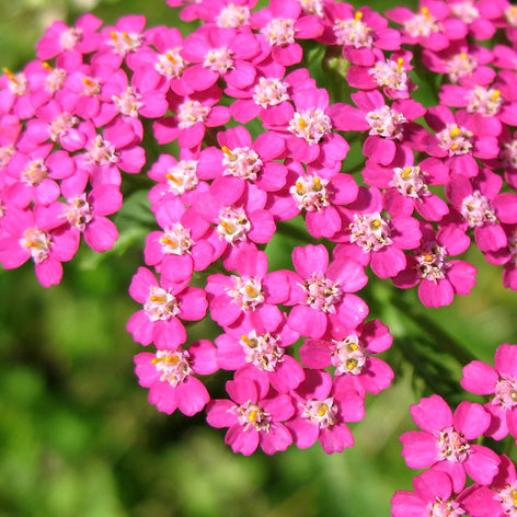 Achillea (Yarrow) Achillea (Yarrow) Bare Root Plants