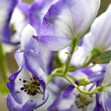 Aconitum (Monkshood) Aconitum (Monkshood) bare root plants