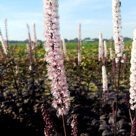 Actaea (Baneberry) Actaea (Baneberry) Plants