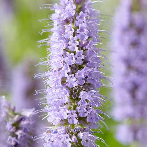 Agastache (Anise Hyssop) Agastache (Anise Hyssop) bare root plants