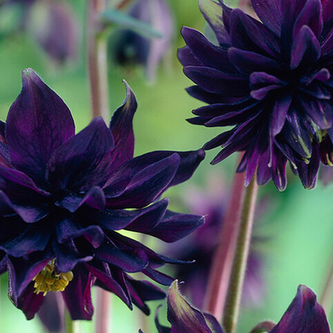 Aquilegia (Columbine) Aquilegia Bare Roots - Buy 'Columbine' online