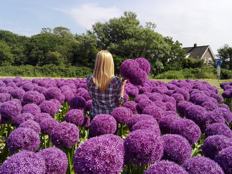 Buy Flower Bulbs Online UK DutchGrown™
