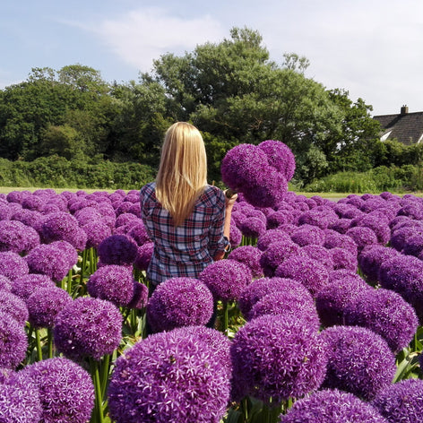 Alliums Buy Allium Bulbs