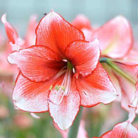 Jumbo Amaryllis Jumbo Amaryllis Bulbs