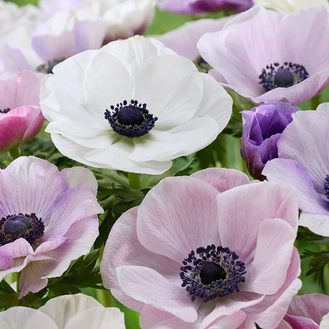Anemone Anemone