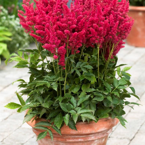 Astilbe Bare Root Astilbes