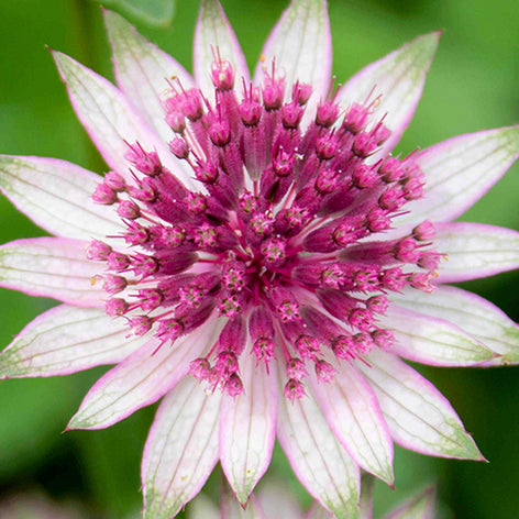 Astrantias (Masterwort) Bare Root Astrantias
