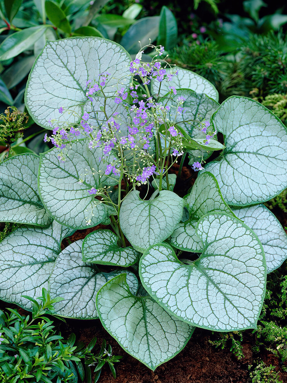 Brunnera (Siberian Bugloss) Bare Root Plants | DutchGrown™ UK