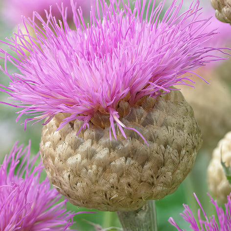 Centaurea (Cornflowers) Bare Root Centaurea - Cornflowers