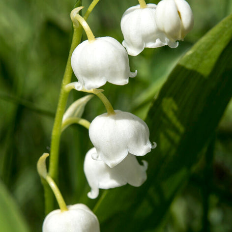 Convallaria (Lily of the valley) Convallaria (Lily of the valley)