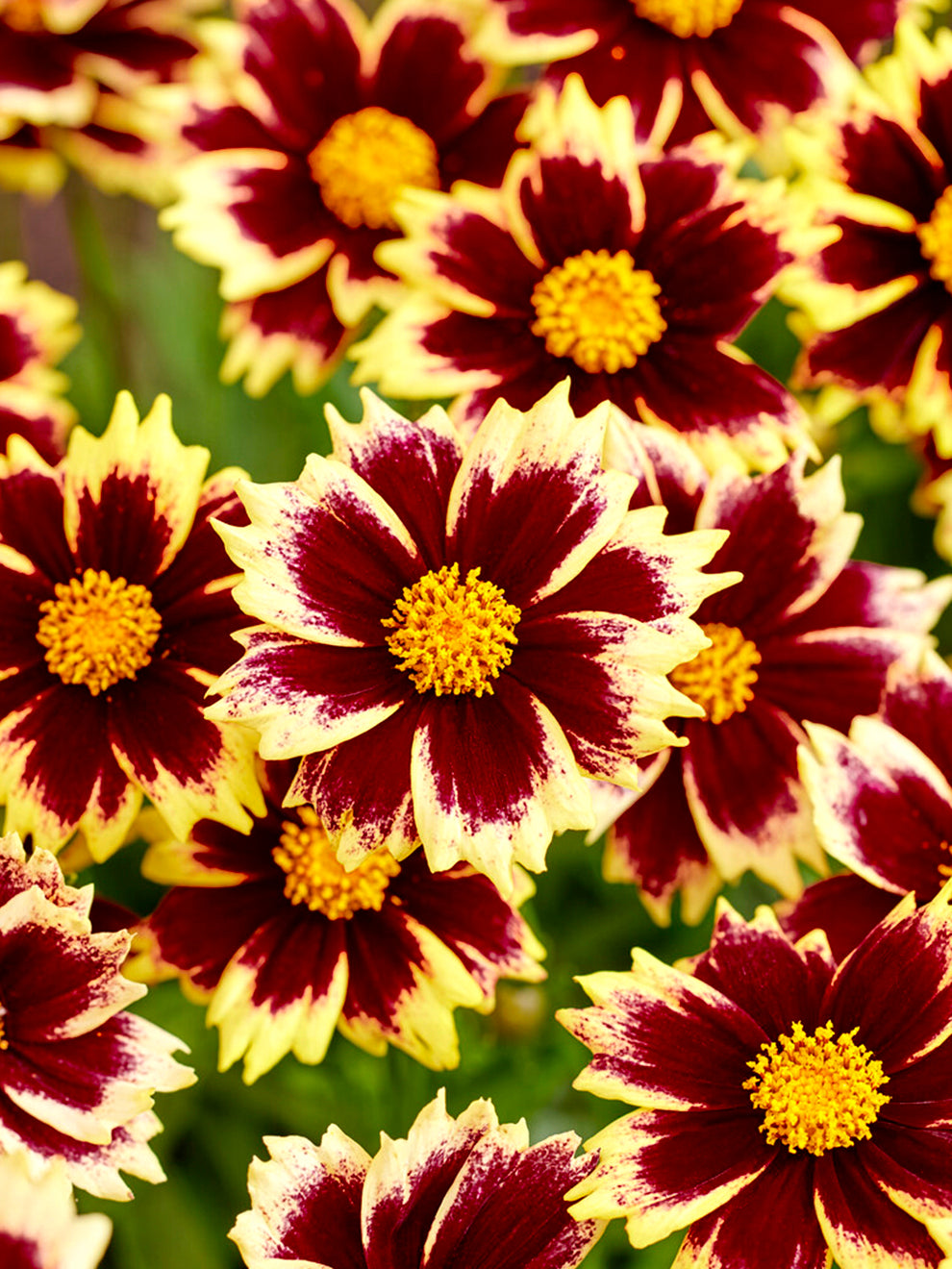 Coreopsis (Tickseed) For Sale | Buy Premium Bare Roots