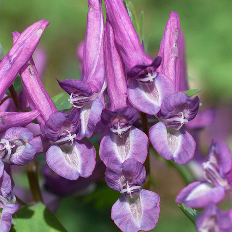 Corydalis solida