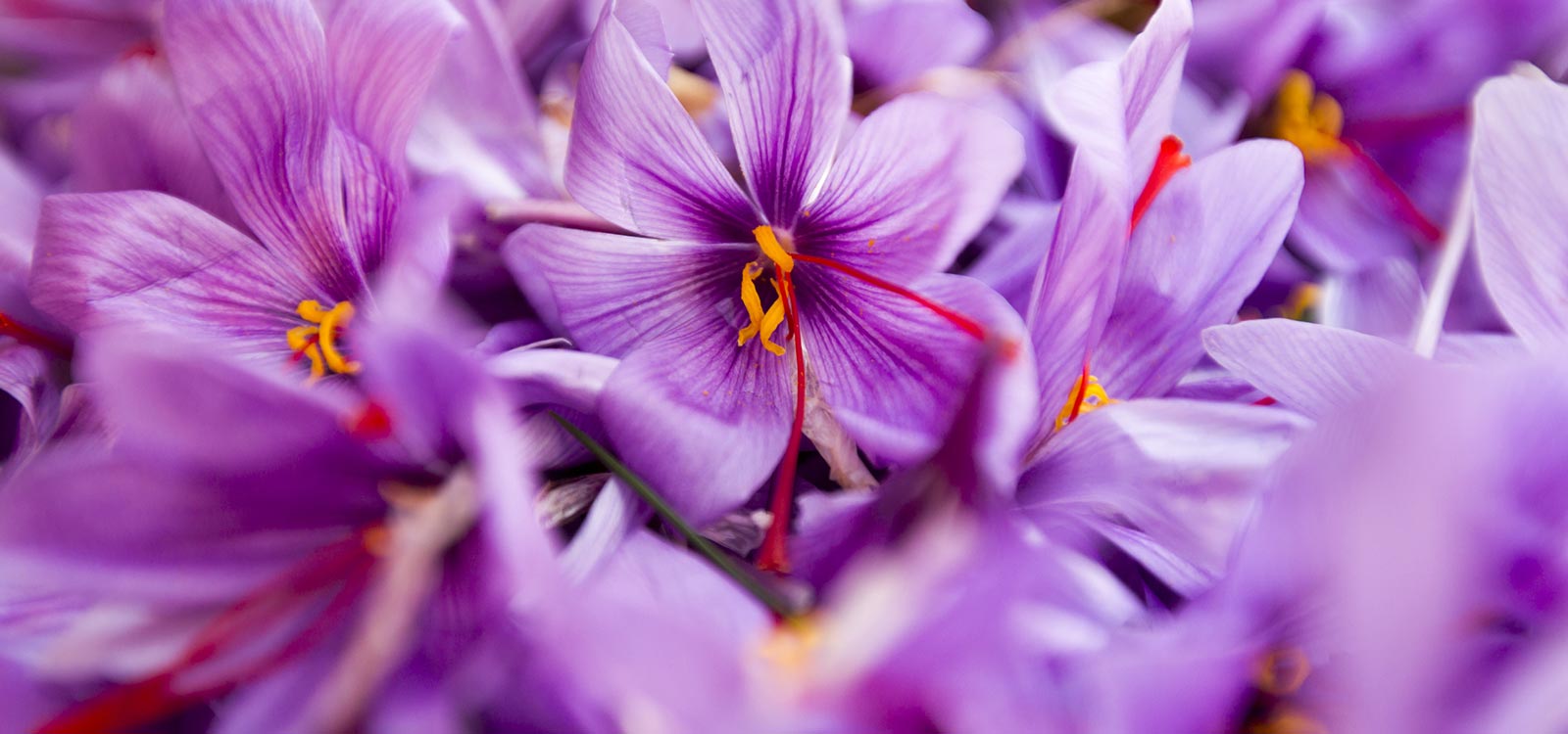 Saffron Crocus Sativus Bulbs UK Shipping DutchGrown