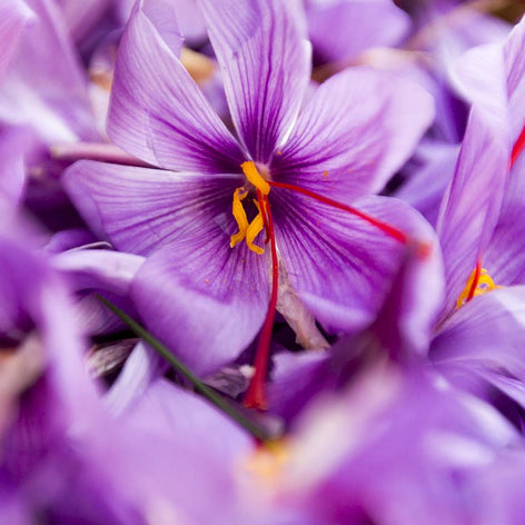 Saffron Crocus Crocus Sativus Bulbs