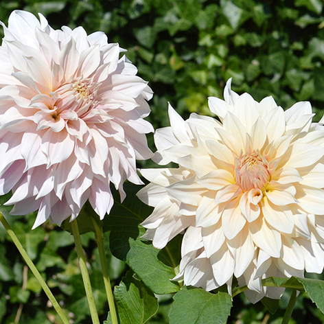 The largest Dahlia Tuber Collection online