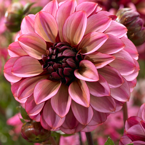 Dahlias The largest Dahlia Tuber Collection online