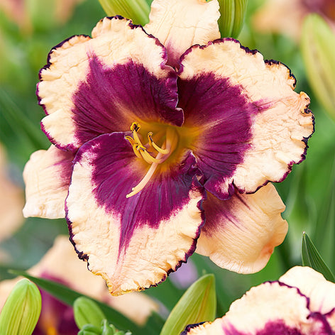Daylilies (Hemerocallis) Daylilies (Hemerocallis)