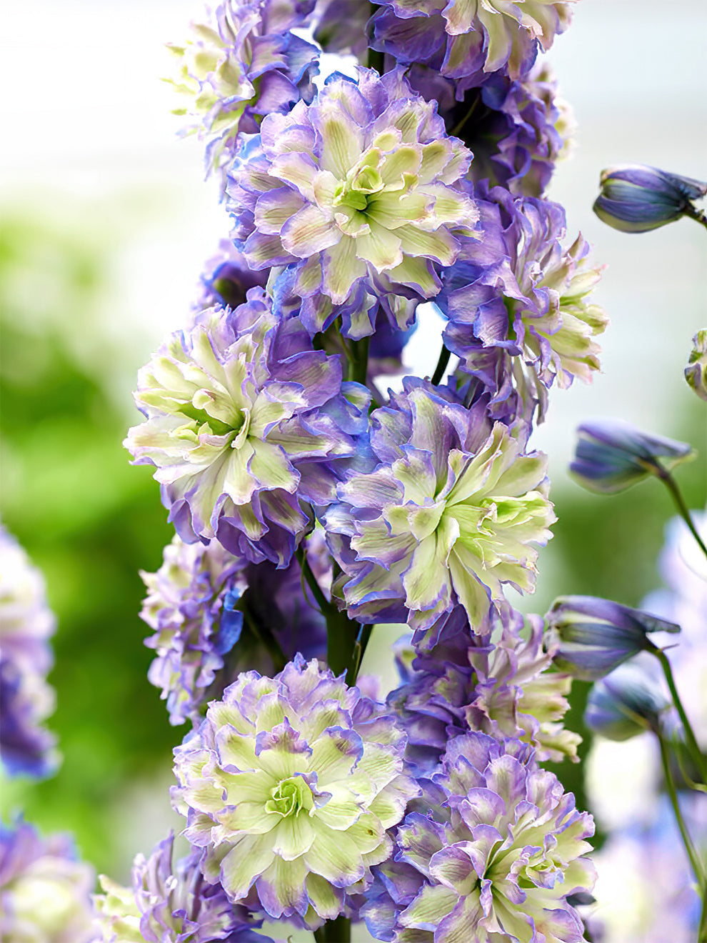 Delphiniums bare roots for sale | Buy Delphiniums online