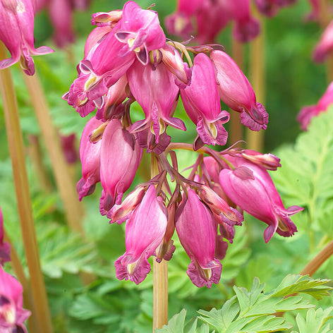 Bleeding Hearts (Dicentra) Bleeding Hearts (Dicentra)