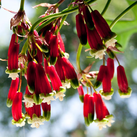 Dichelostemma Dichelostemma Bulbs