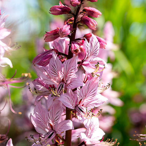 Dictamnus (Dittany) Dictamnus (Dittany) Bare Root Plants