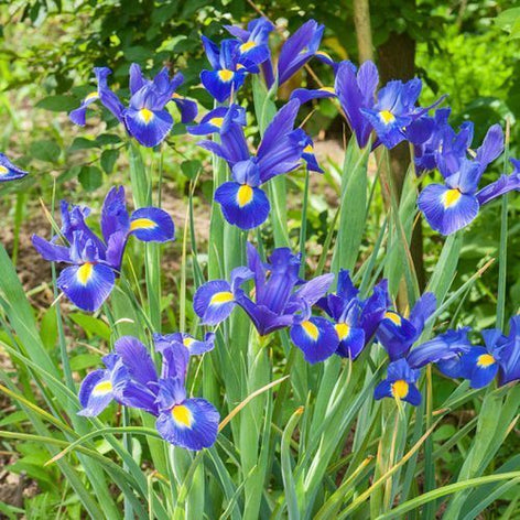 Dutch Iris and Dwarf Iris