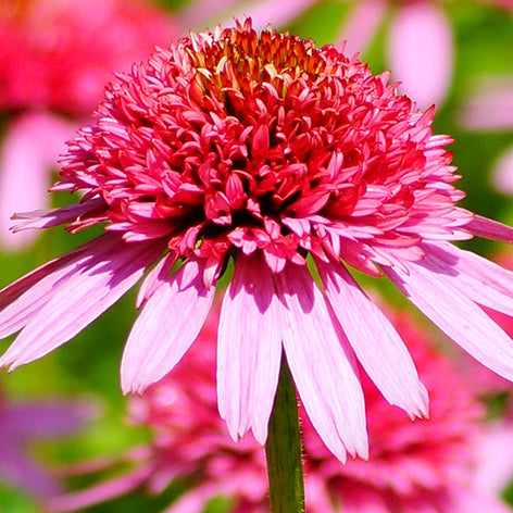 Echinacea (Coneflower) Echinacea (Coneflowers) Bare Roots
