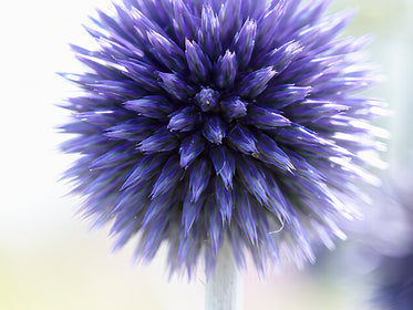 The largest Dahlia Tuber Collection online