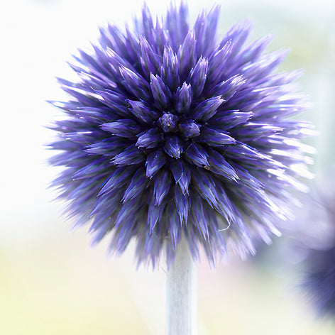 Echinops (Globe Thistle) Echinops (Globe Thistle)