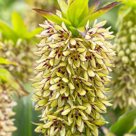 Eucomis (Pineapple Lily) Eucomis (Pineapple Lily)