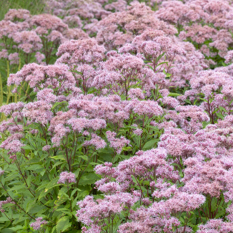 Eupatorium (Common Boneset) Eupatorium (Common Boneset)
