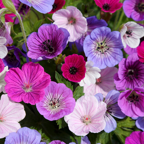 Geraniums (Cranesbill) Geraniums
