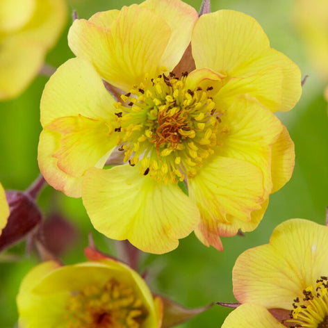Geum (Avens) Geum (Avens) Bare Roots