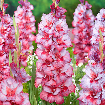 Gladiolus Gladiolus Bulbs and Corms