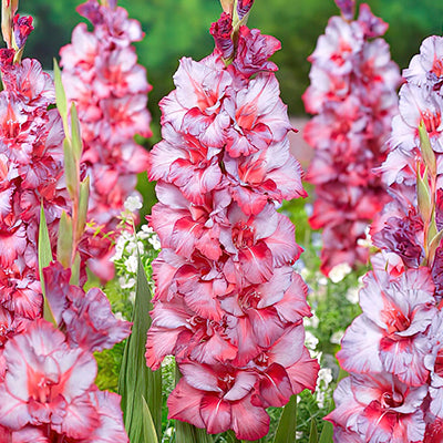 Gladiolus Bulbs and Corms