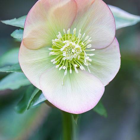 Hellebores (Christmas Rose) Hellebores (Christmas Rose)