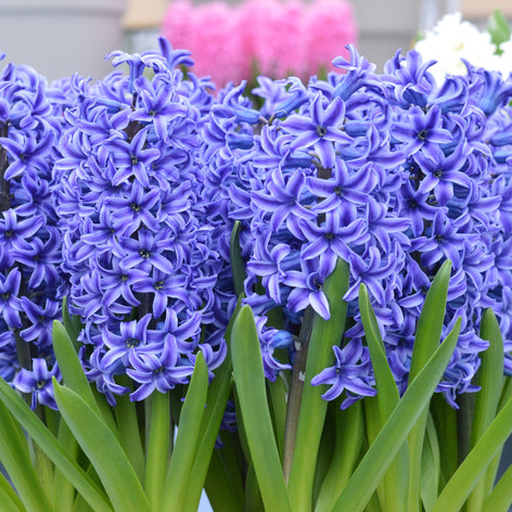 Hyacinths Hyacinth Bulbs