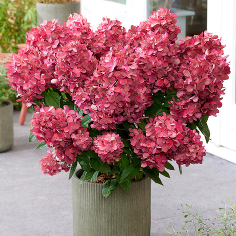 Hydrangeas Hydrangeas