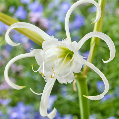 Hymenocallis (Spider Lilies) Hymenocallis (Spider Lilies)