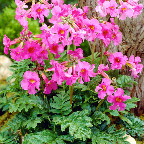 Incarvillea (Hardy Gloxinia) Incarvillea (Hardy Gloxinia)