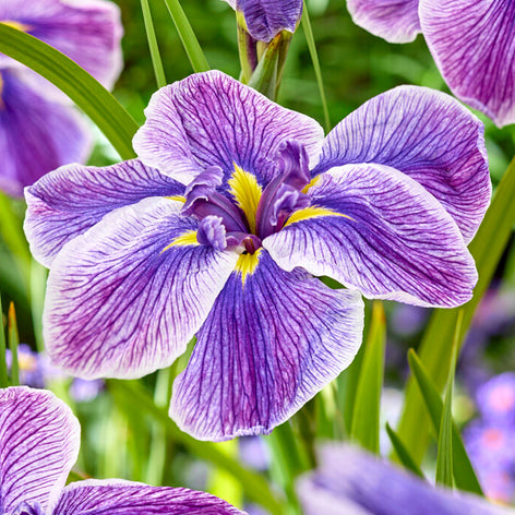 Japanese Iris Japanese Iris (Iris ensata) Bare Root Plants