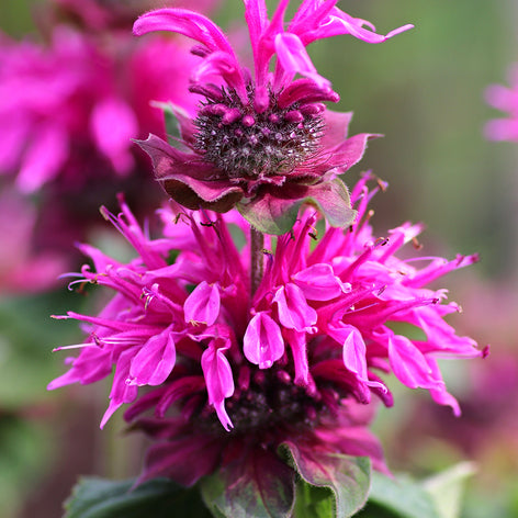 Monarda (Bee Balm) Monarda (Bee Balm)