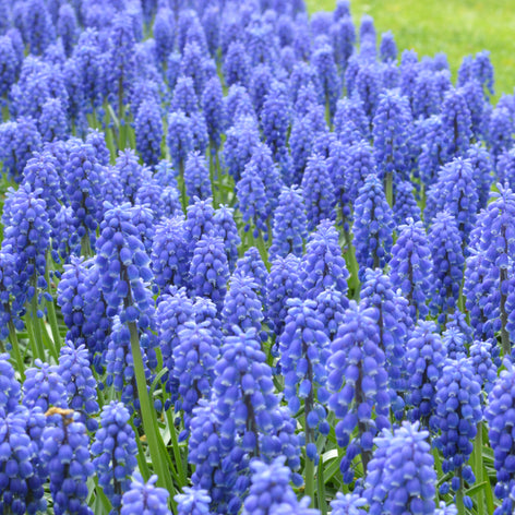 Muscari, commonly known as grape hyacinths, are very popular early-flowering spring bulbs.