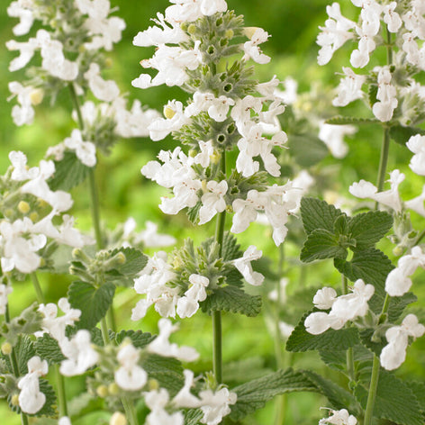 Nepeta (Catmint) Nepeta (Catmint) Bare Root Plants