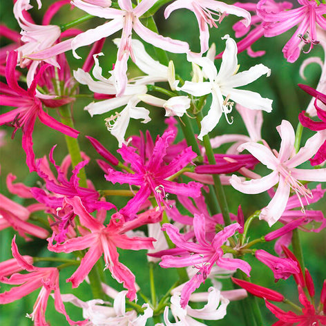 Nerines Nerine Bulbs