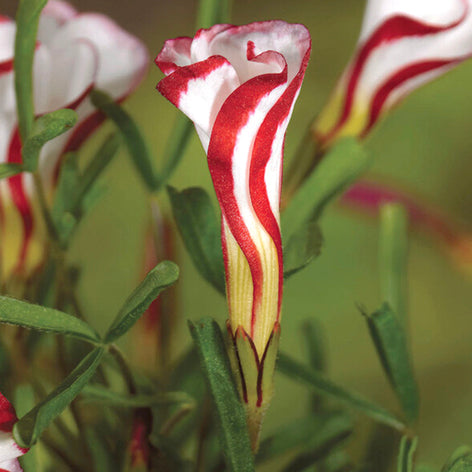 Oxalis Bulbs (False Shamrock)