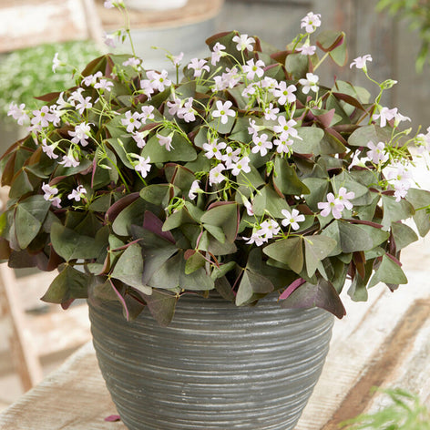 Oxalis (False Shamrock) Oxalis Sanne