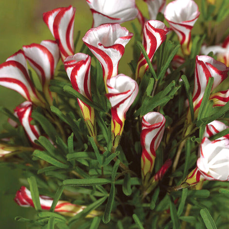 Oxalis Oxalis Bulbs (False Shamrock)