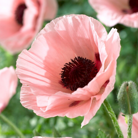 Papaver - Bare Root Oriental Poppies