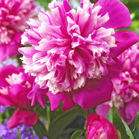 Peonies Peony roots for autumn planting